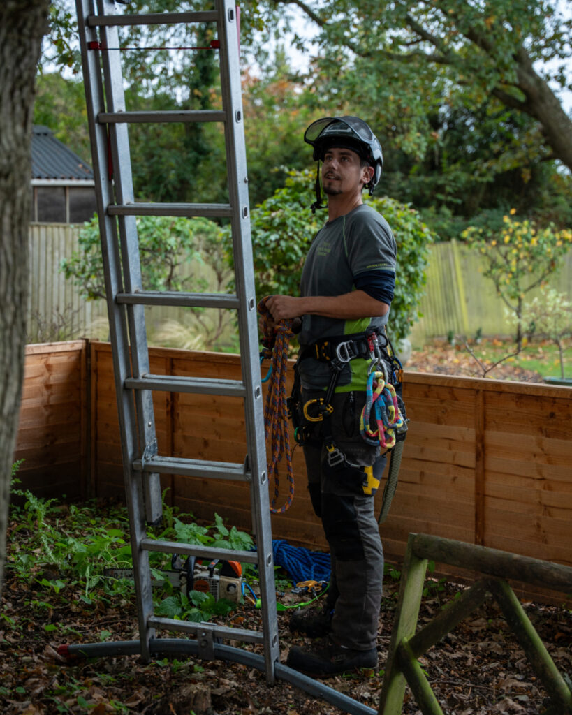 tree maintenance in Tunbridge Wells