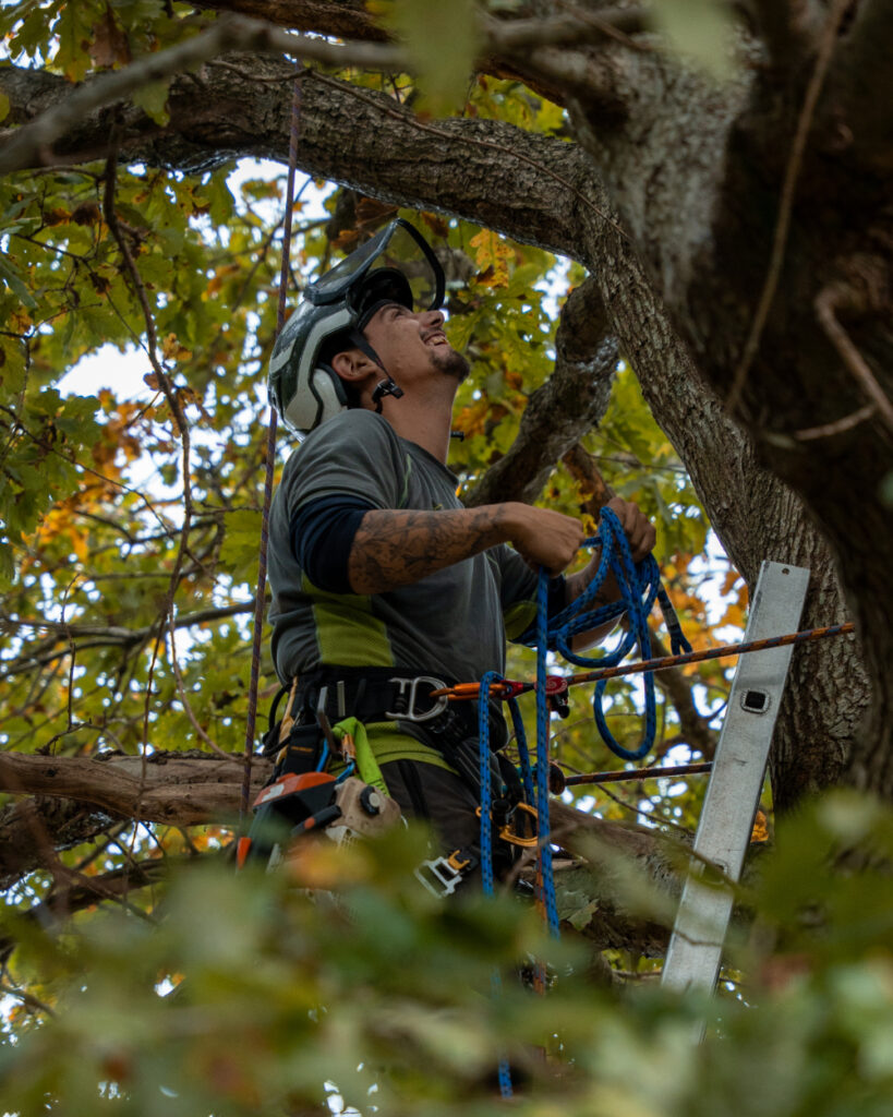 Tree Maintenance Service in Hastings