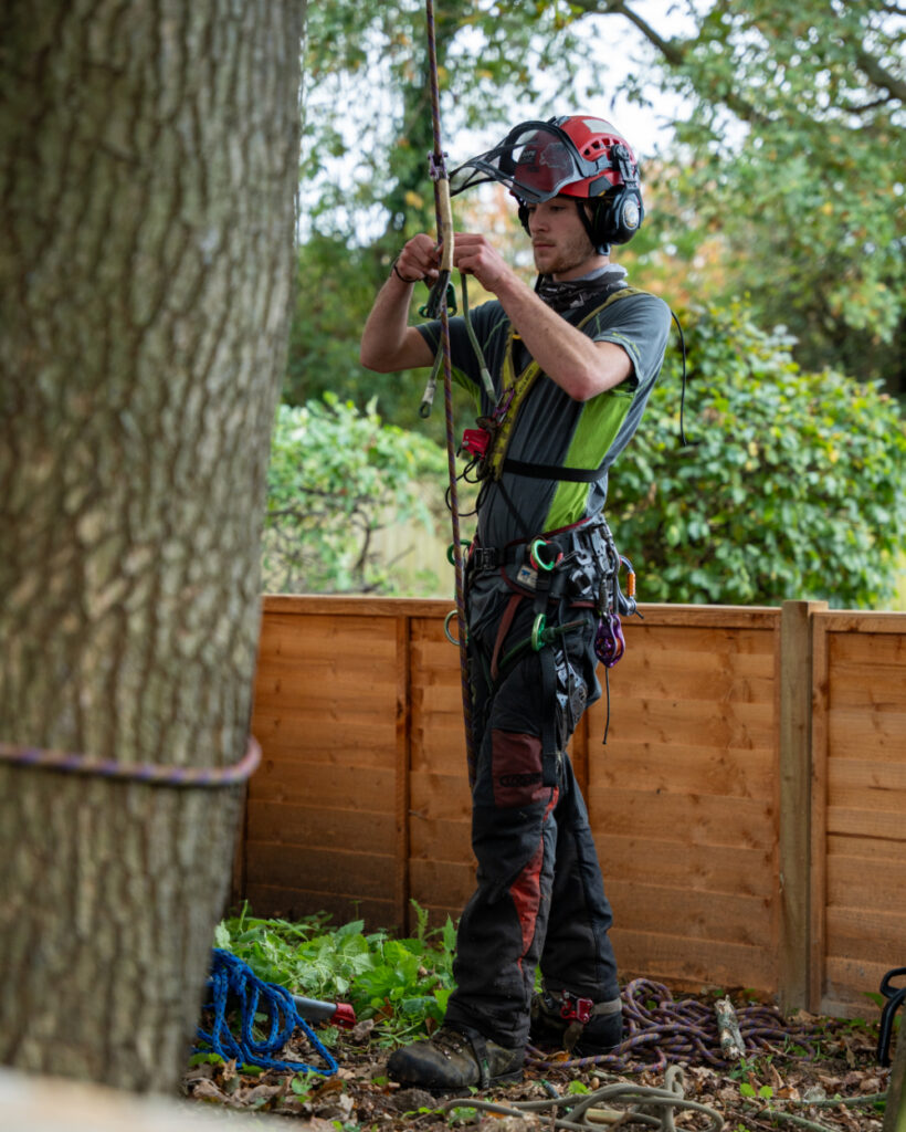 What Happens During a Professional Tree Removal? Step-by-Step for Homeowners