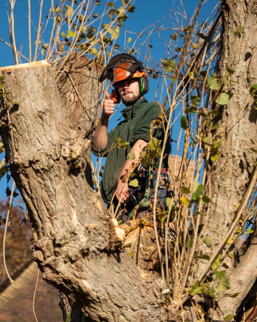 tree maintenance service in Crowborough