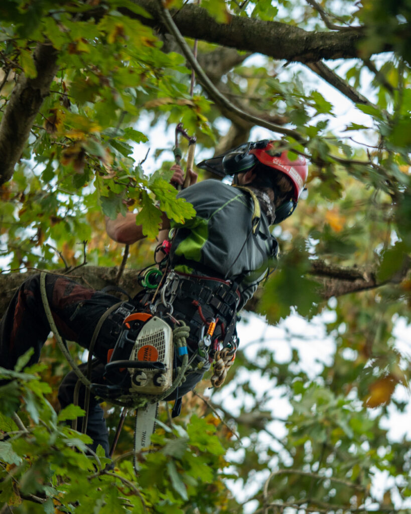 Tree Maintenance Service in Uckfield