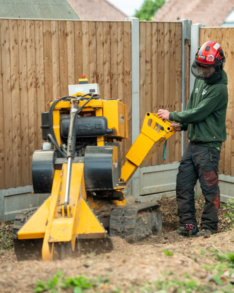 Tree Maintenance Service in Uckfield